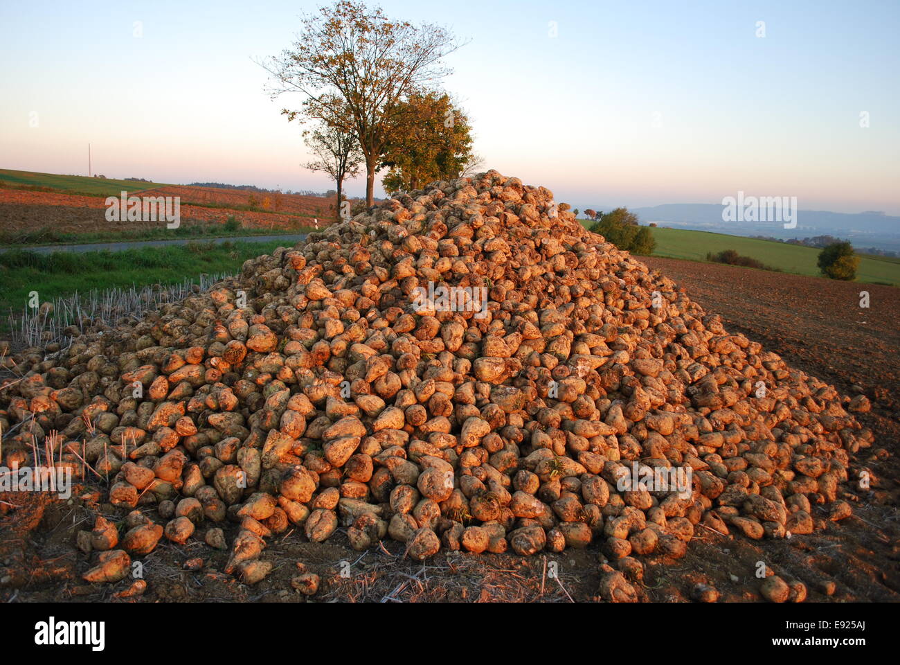 sugar beets Stock Photo