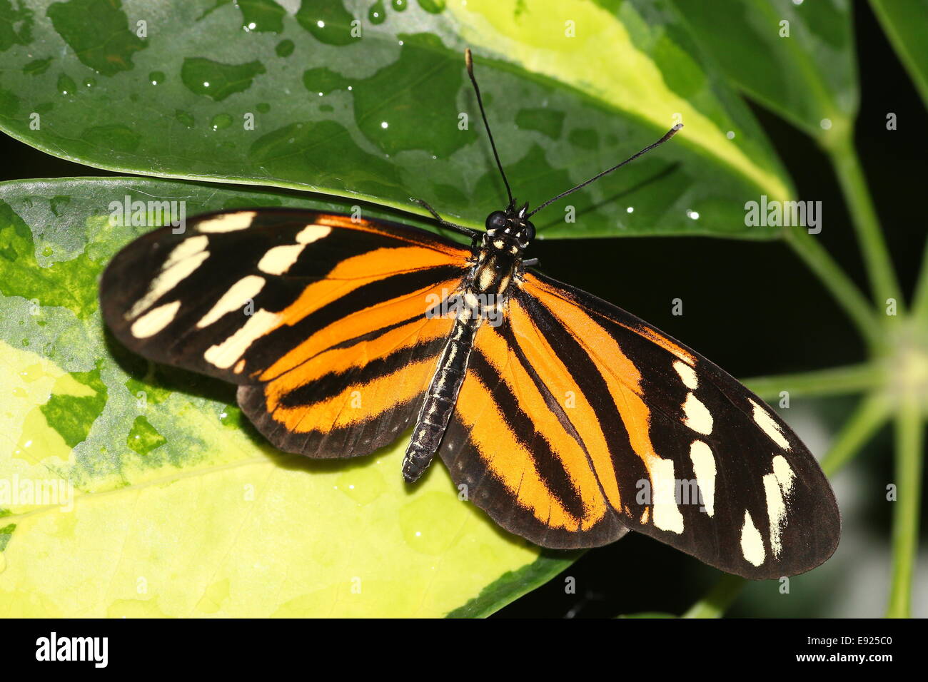 Isabella's (Tiger) Longwing butterfly or Isabella's Heliconian (Eueides isabella), native from Mexico to the Amazon Stock Photo