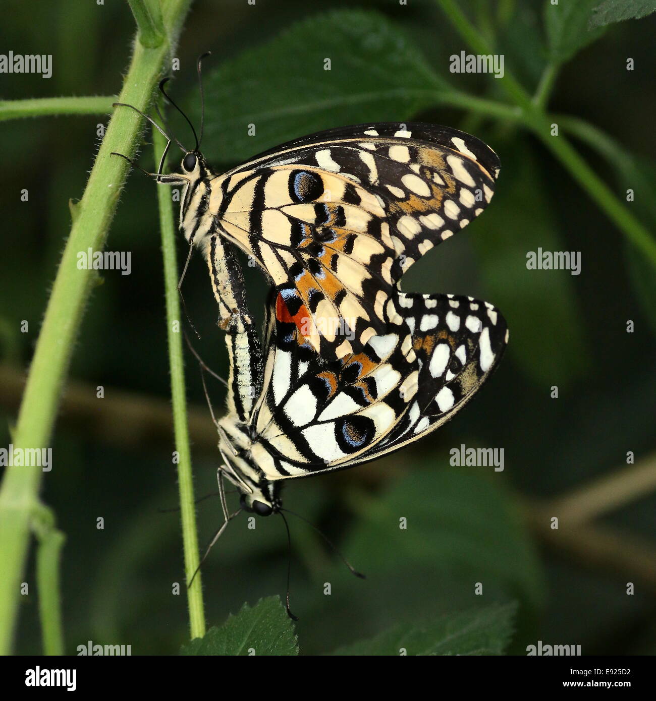 Mating Chequered Swallowtails (Papilio demoleus)  a.k.a. Lemon or Lime Swallowtail or Small Citrus Butterfly Stock Photo