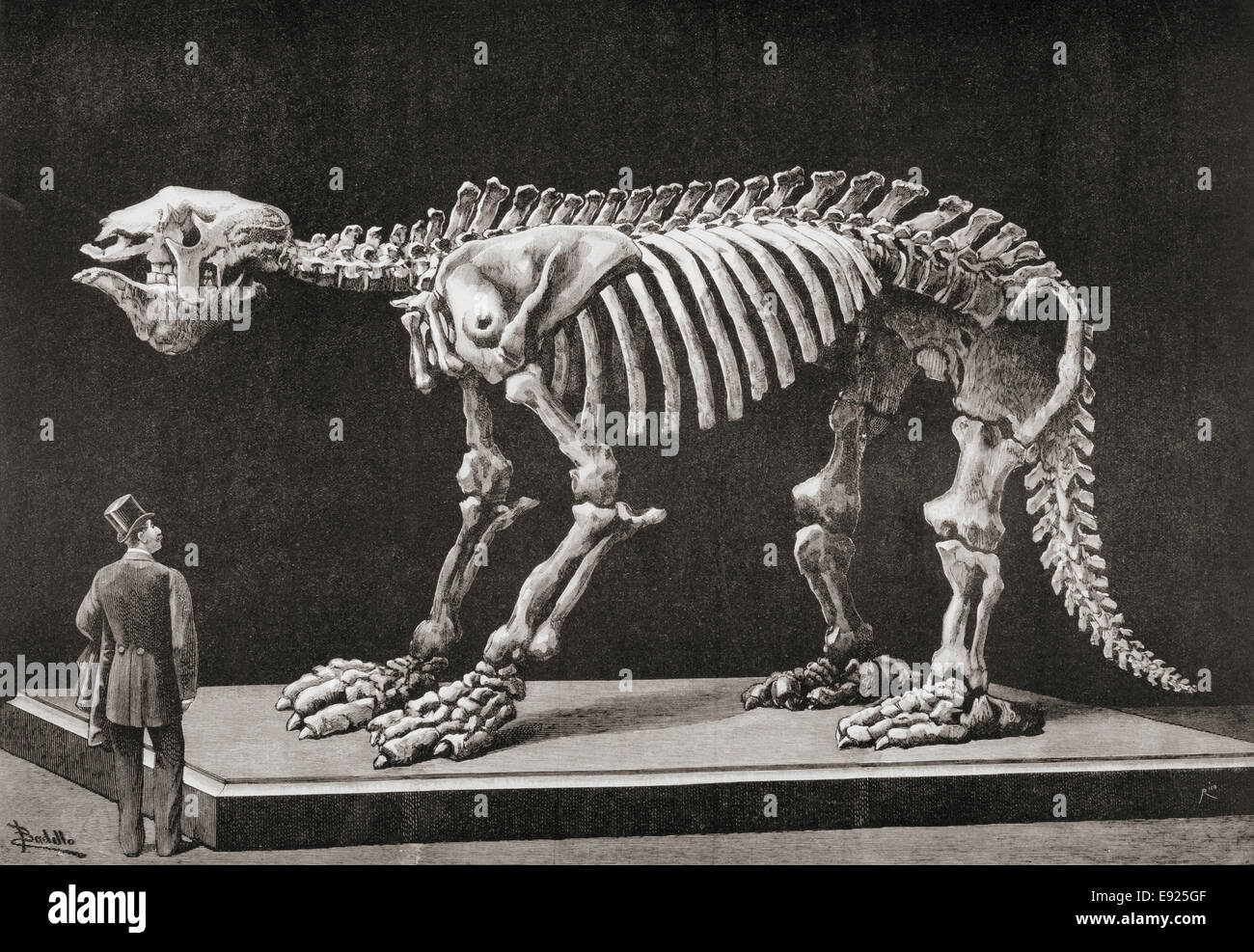 Skeleton of a Megatherium on display in the Natural Sciences Museum