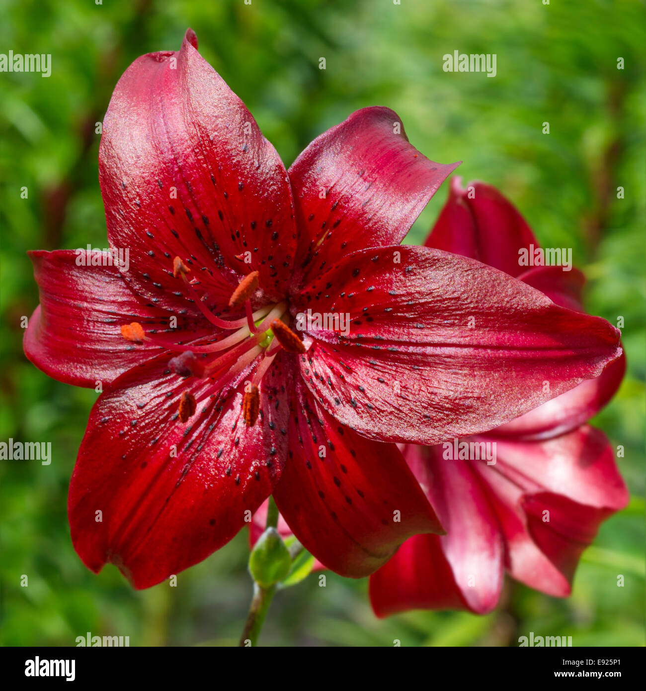 Red lily in nature Stock Photo Alamy