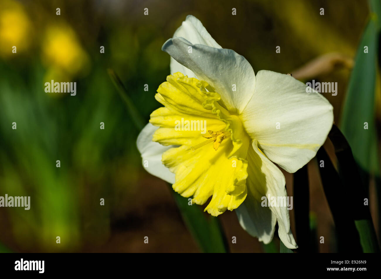 Blooming narcissus species Stock Photo Alamy