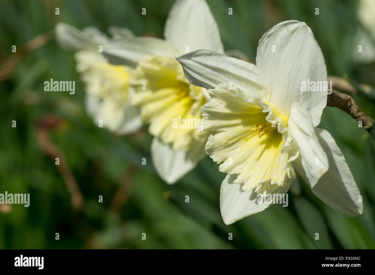 Blooming narcissus species Stock Photo - Alamy