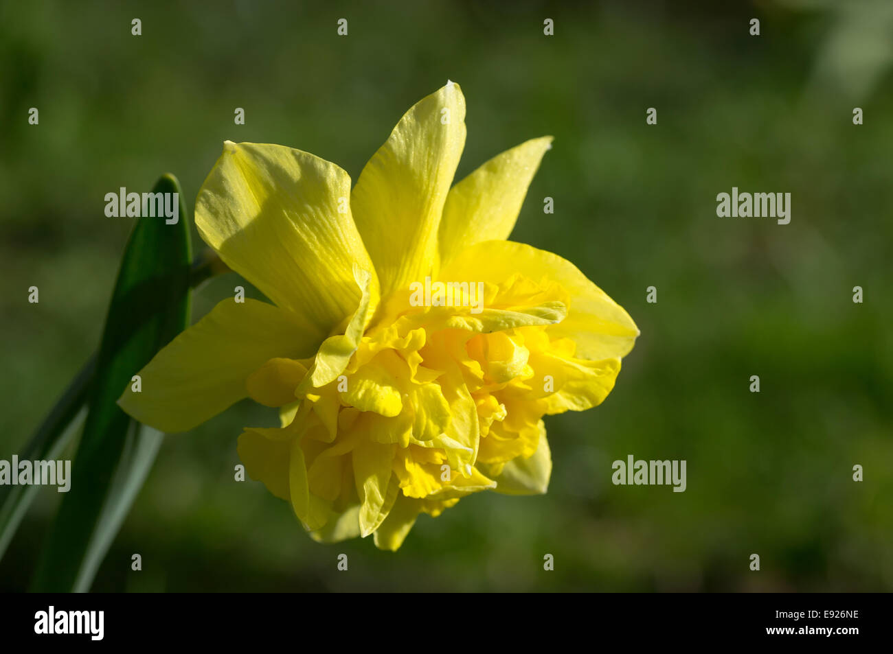 Blooming narcissus species Stock Photo - Alamy