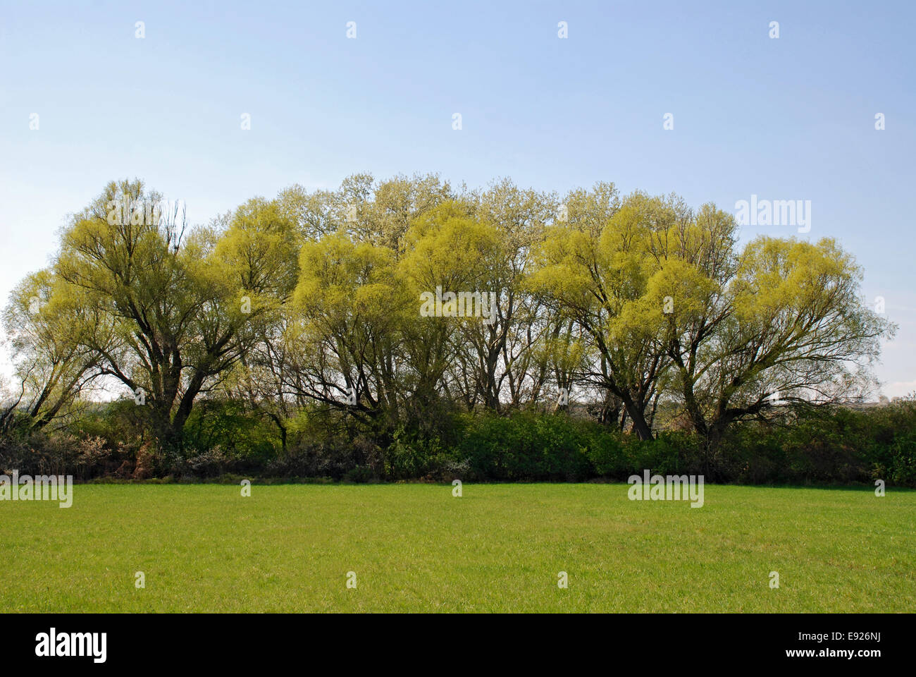 Group of trees Stock Photo