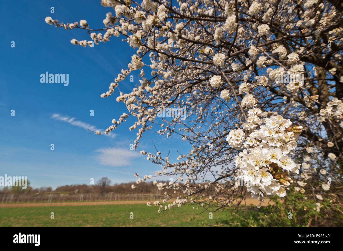 flowering cherry tree Stock Photo