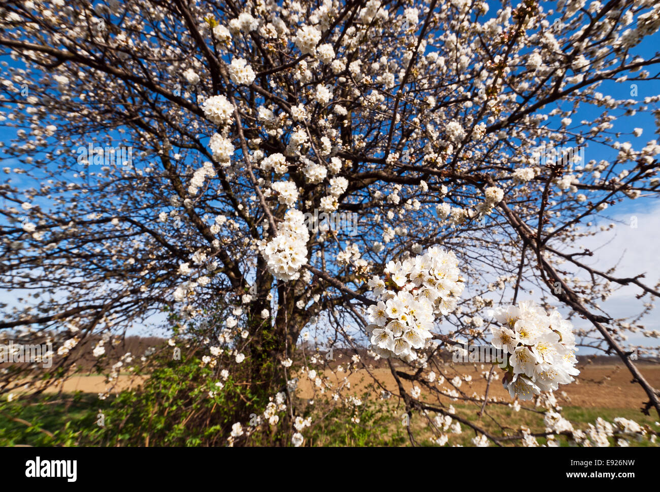 Flowered cherry tree Stock Photo
