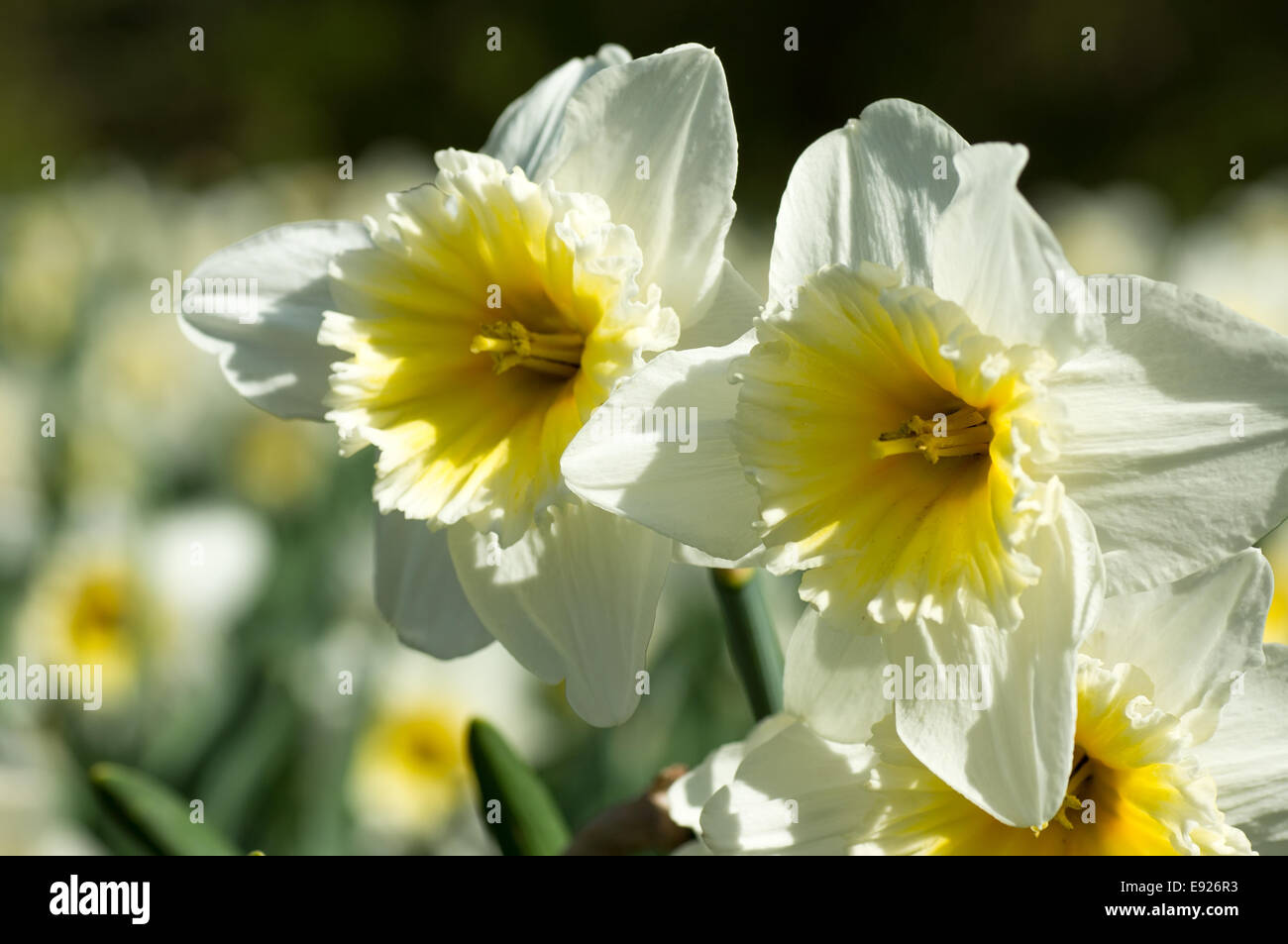 Blooming narcissus species Stock Photo - Alamy