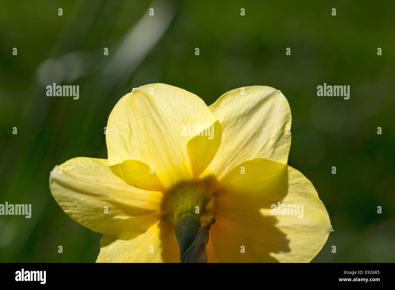 Blooming narcissus species Stock Photo Alamy