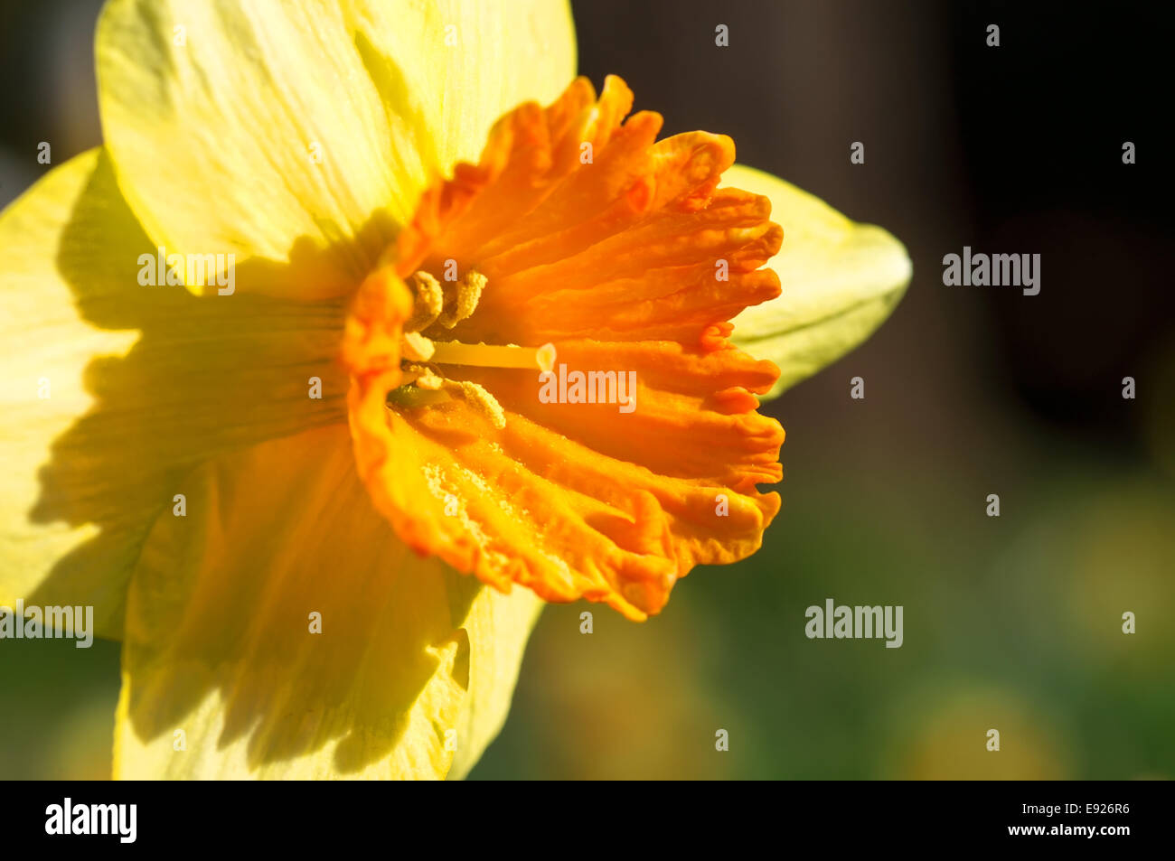 Blooming narcissus species Stock Photo Alamy