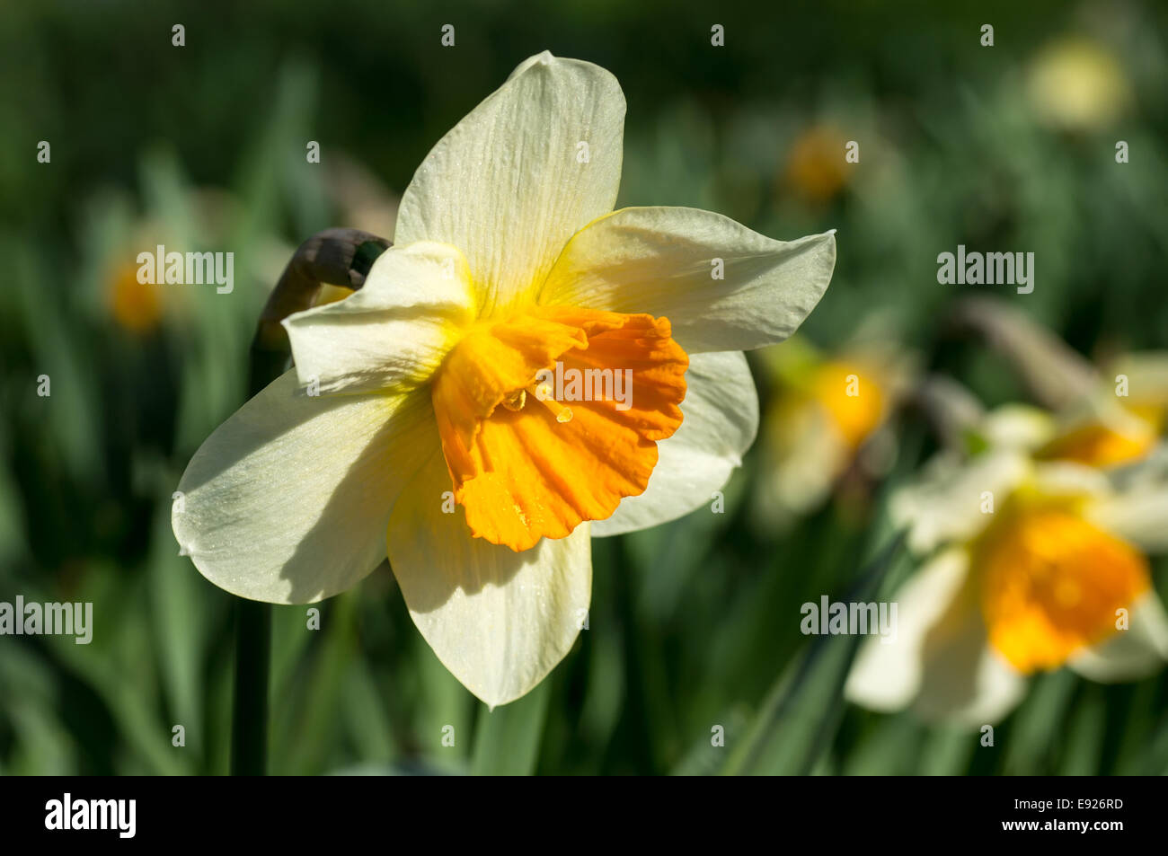Blooming narcissus species Stock Photo Alamy