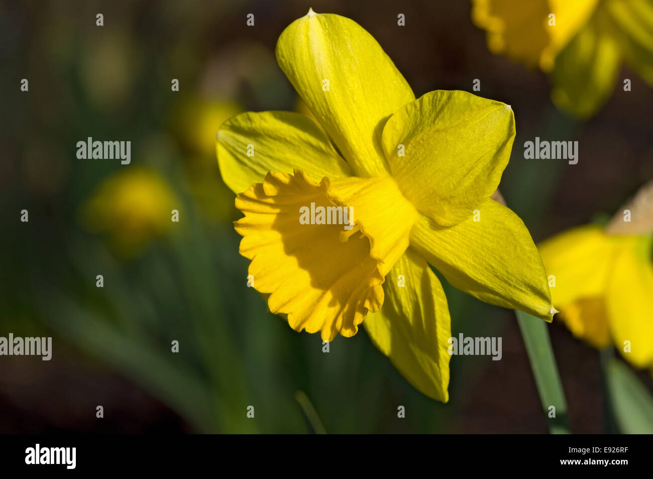 Blooming narcissus species Stock Photo Alamy