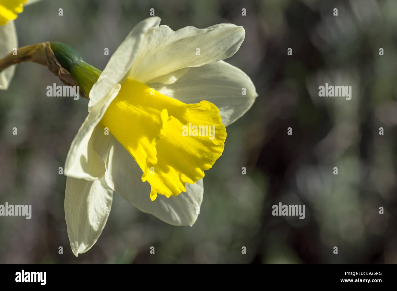 Blooming narcissus species Stock Photo Alamy