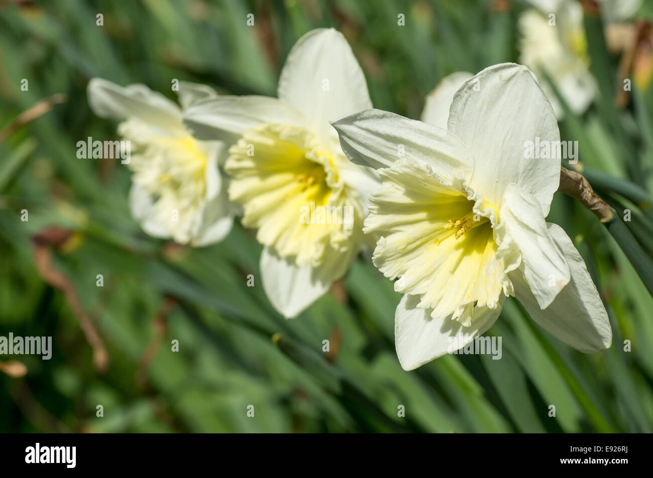 Blooming narcissus species Stock Photo Alamy