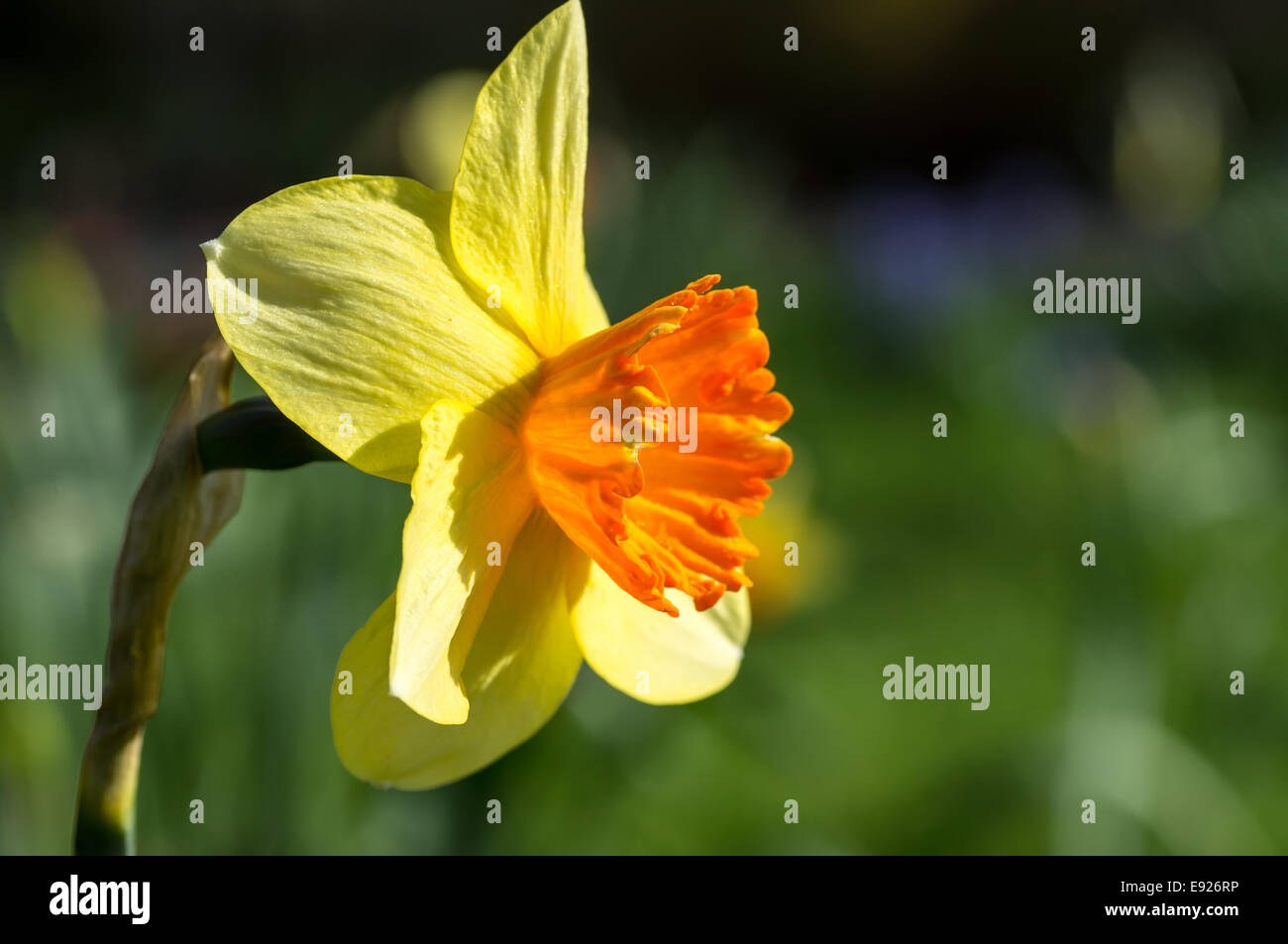 Blooming narcissus species Stock Photo Alamy