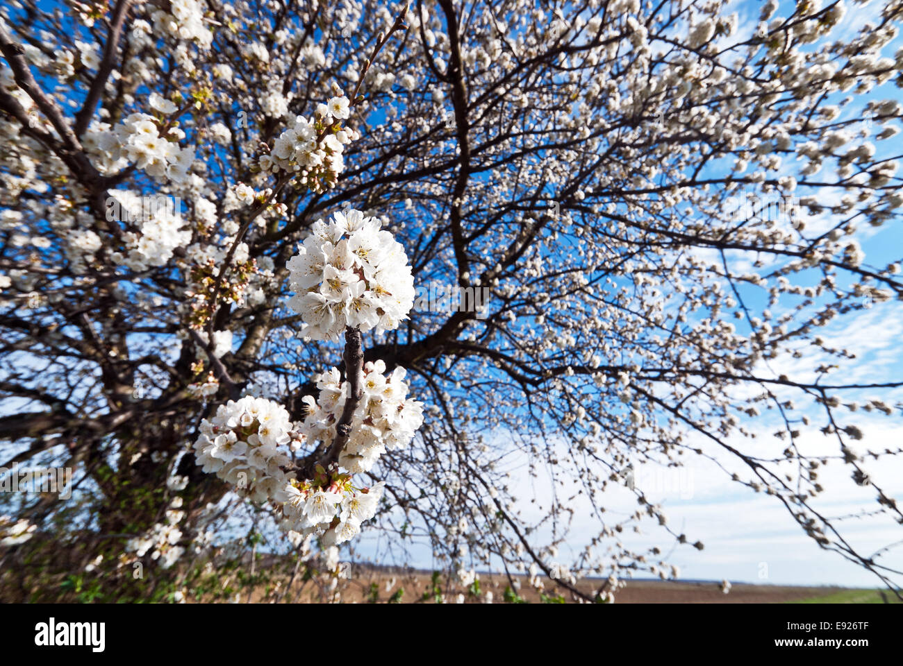 Flowering cherry tree Stock Photo