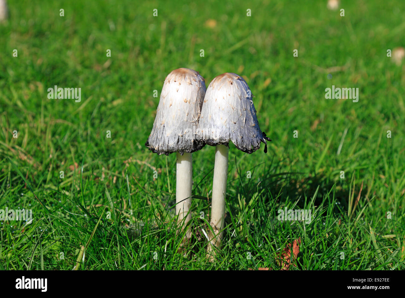 Shaggy Ink Caps, Coprinus comatus, Stainborough Parkland, Barnsley, South Yorkshire ,England, UK. Stock Photo