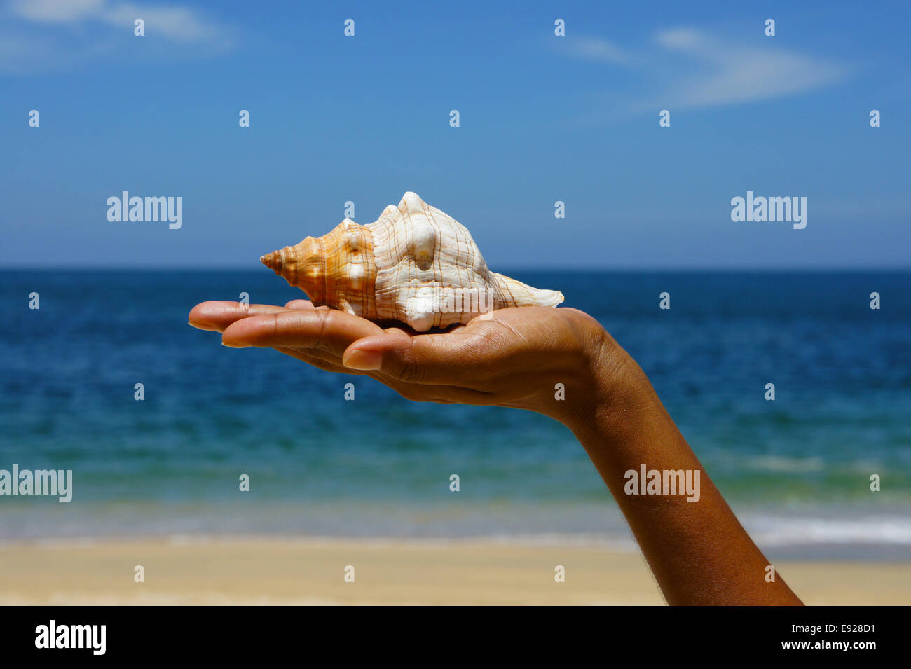 Seashell salt water sea hi-res stock photography and images - Alamy