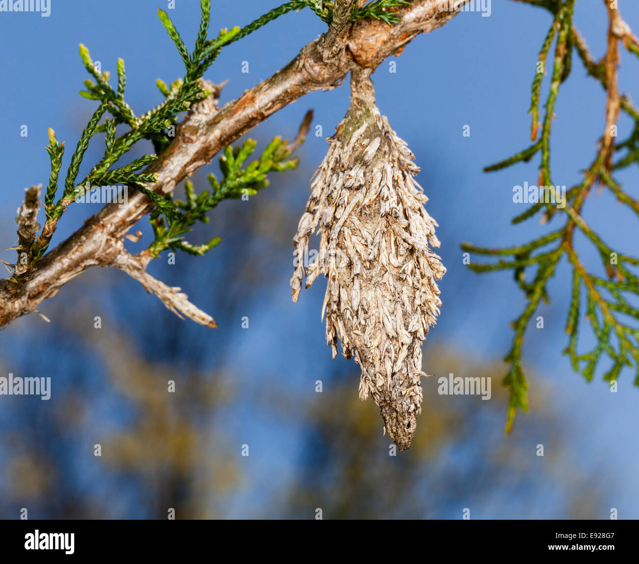 Pine bugs hires stock photography and images Alamy
