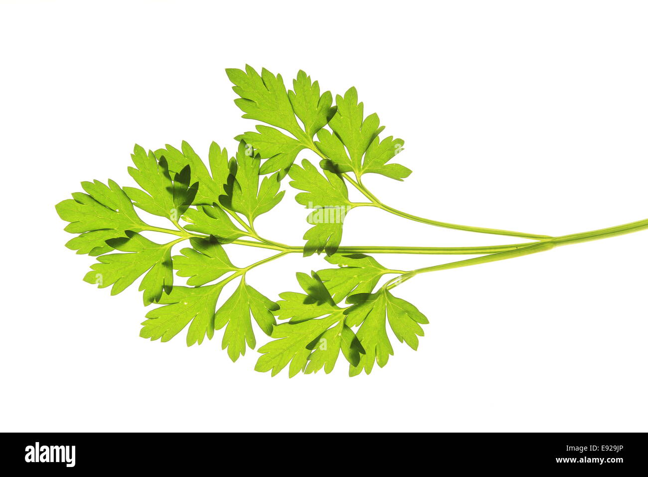 parsley Stock Photo