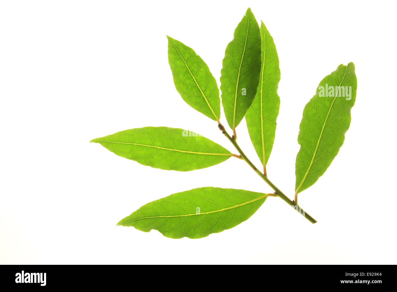 Laurel leaves Stock Photo