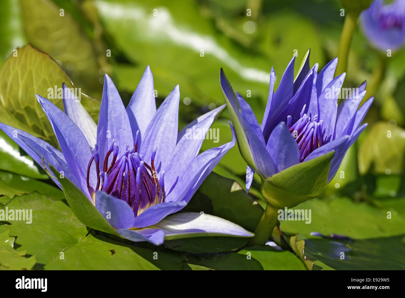 violet water lily, nymphaea Stock Photo