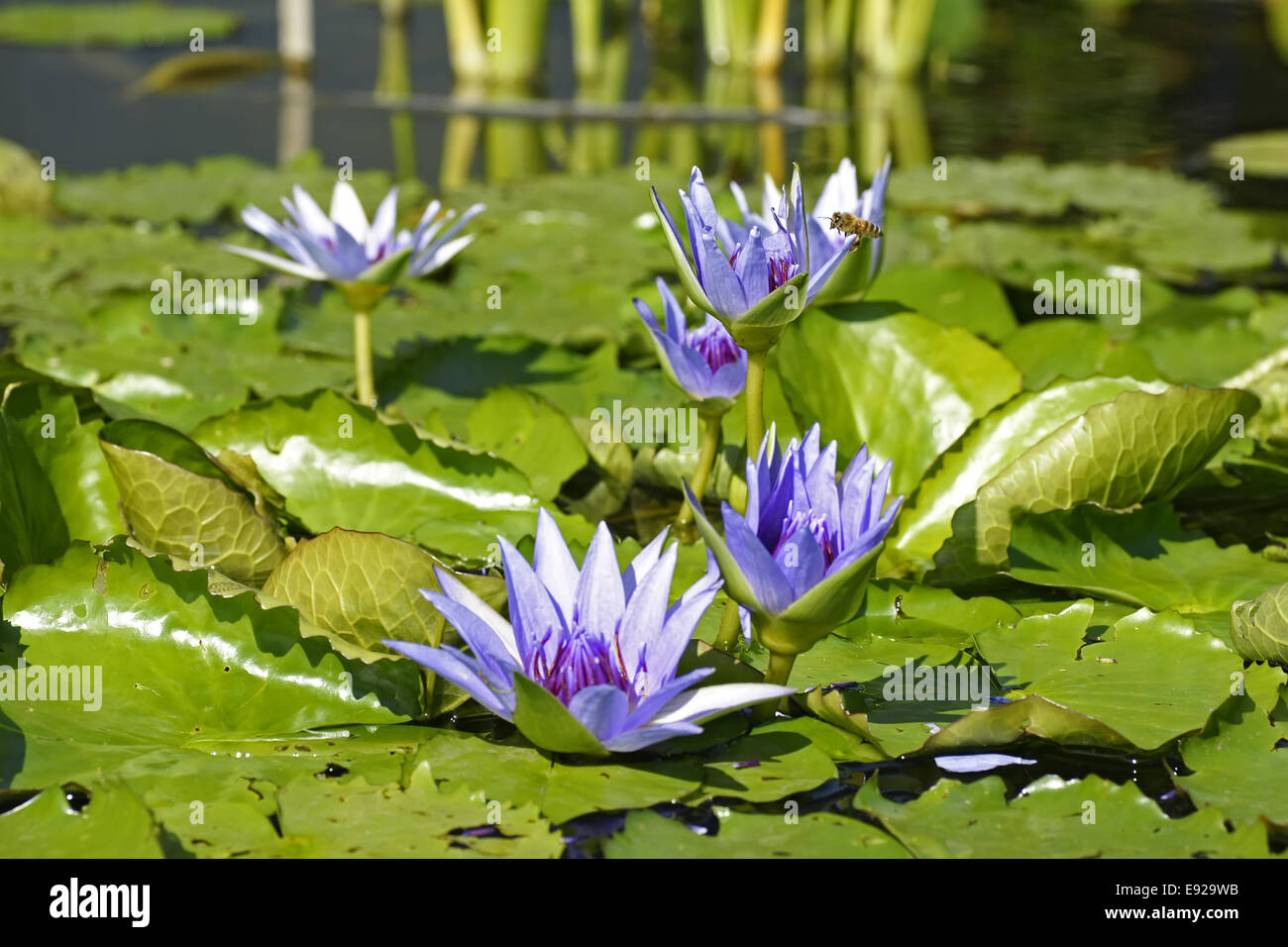 violet water lily, nymphaea Stock Photo