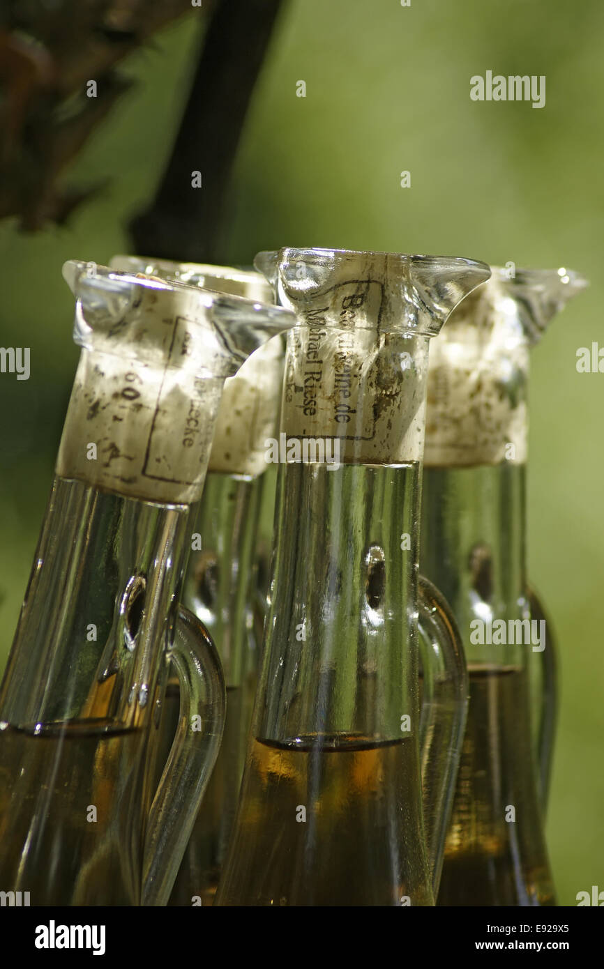 corked bottles Stock Photo