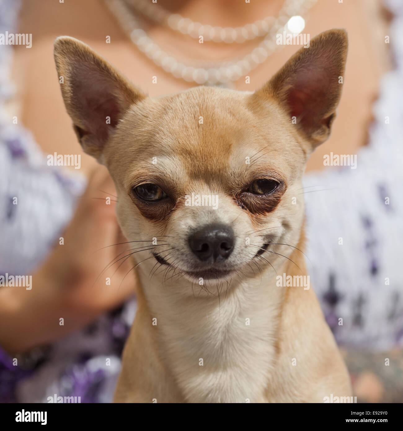 smiling chihuahua Stock Photo