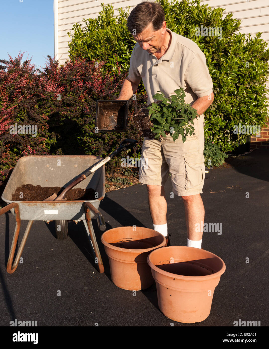 Senior man digging soil in wheelbarrow Stock Photo - Alamy