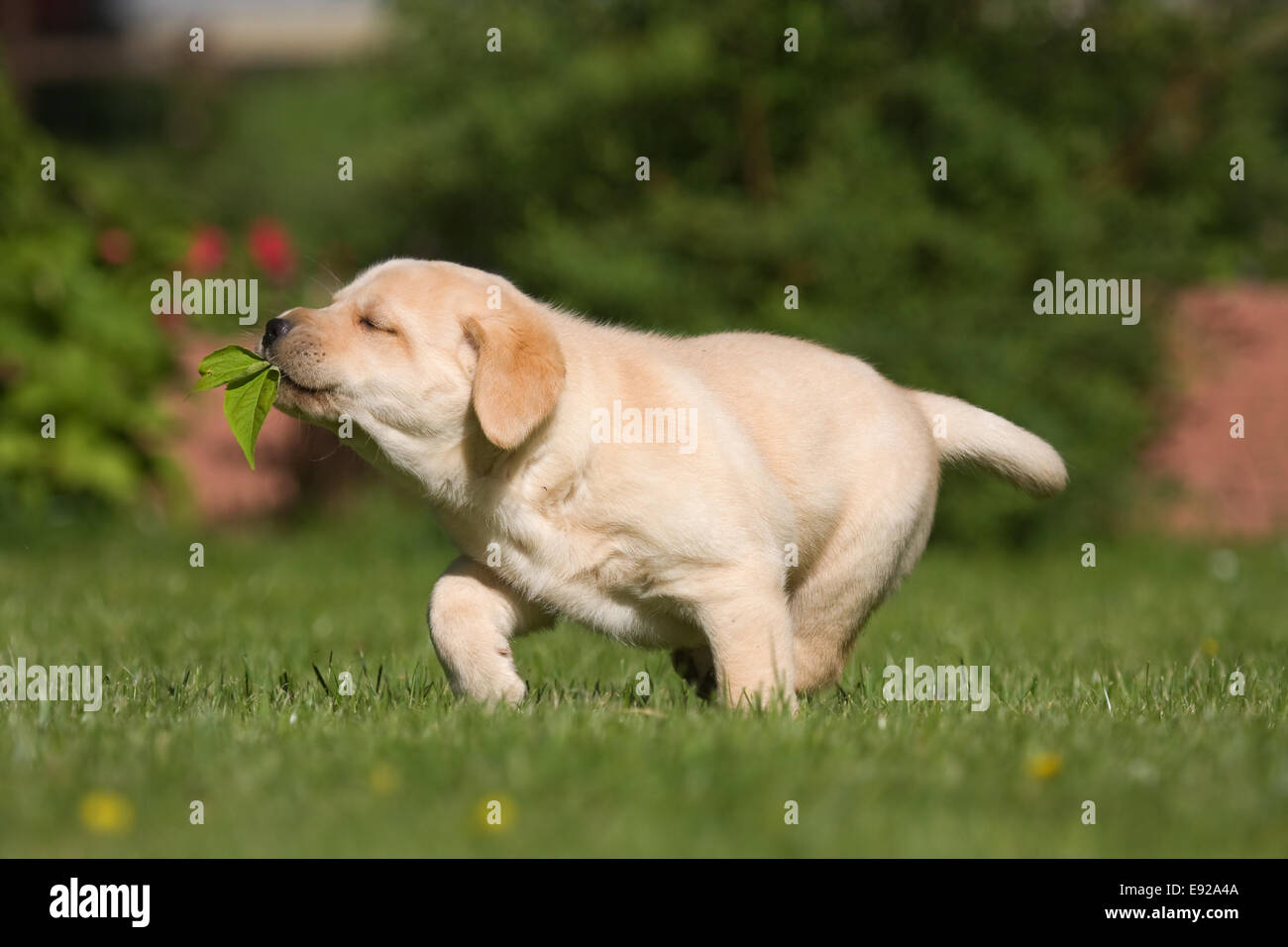 funny scene with a Labrador puppy Stock Photo - Alamy