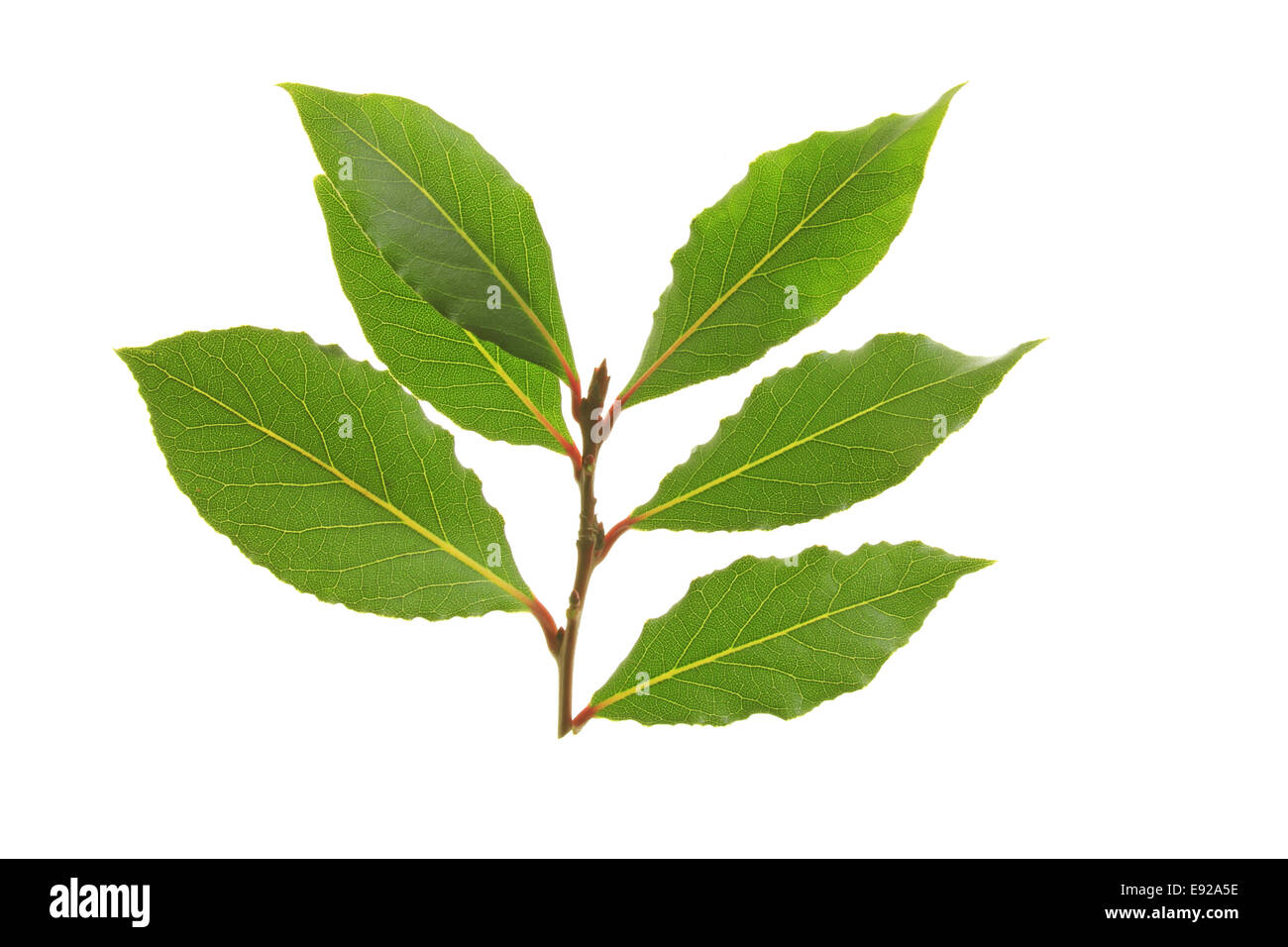 bay leaves Stock Photo
