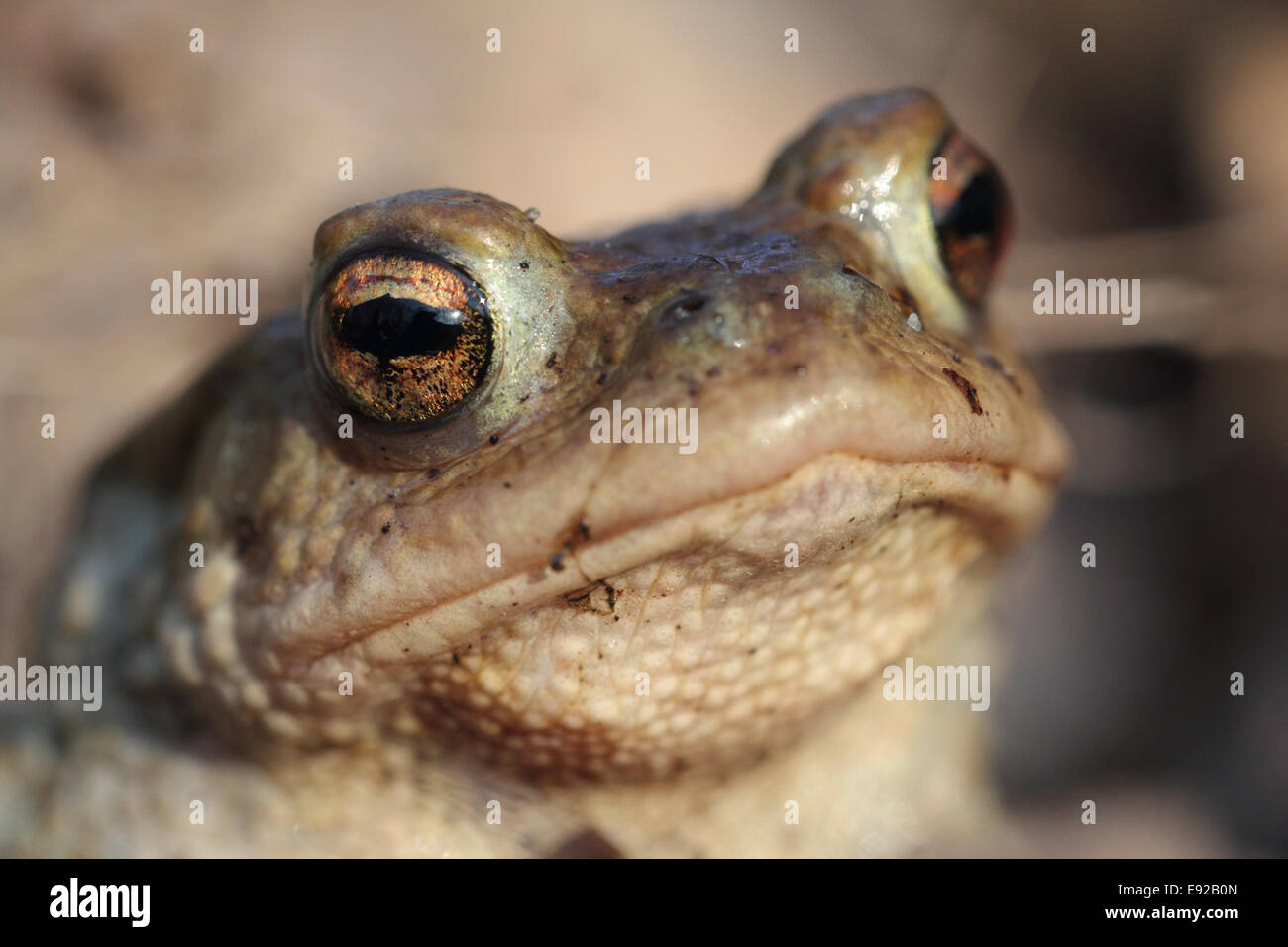 common toad Stock Photo