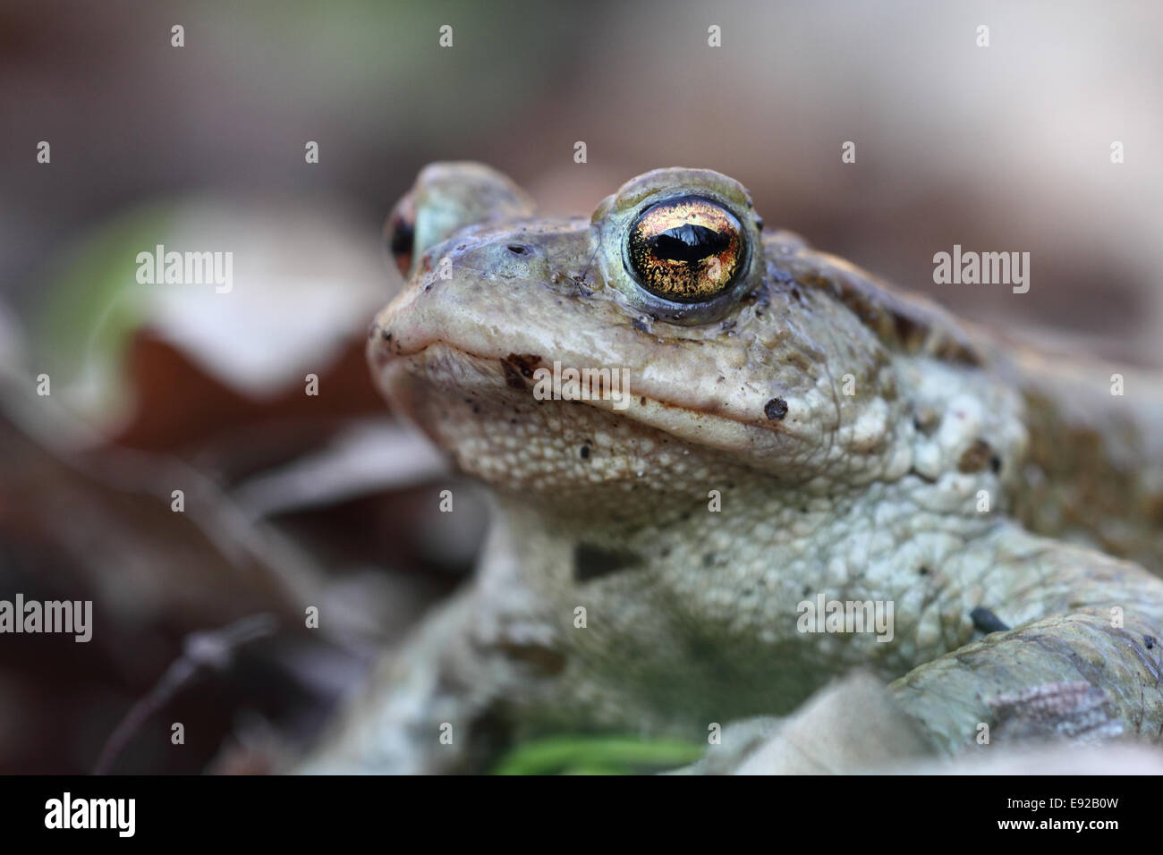 common toad Stock Photo