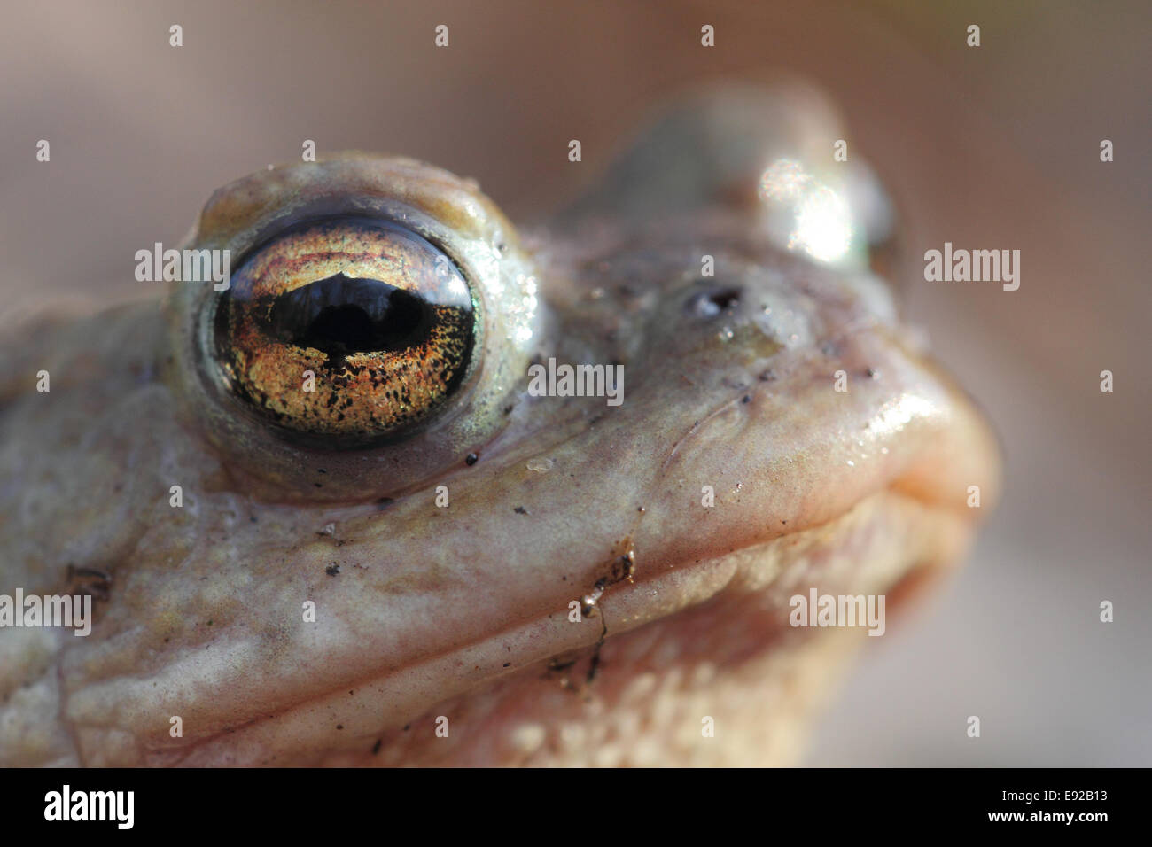 common toad Stock Photo