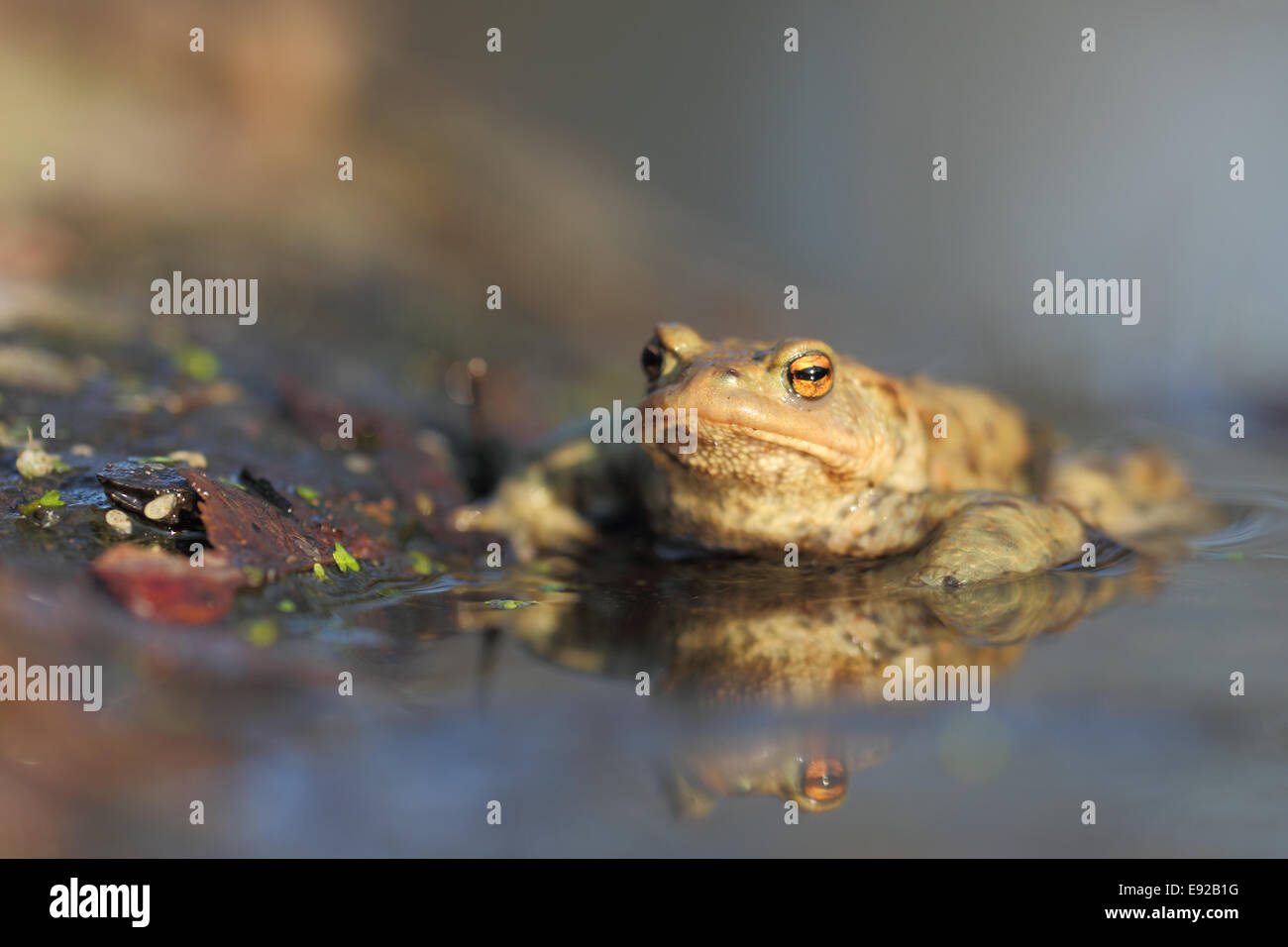 common toad Stock Photo