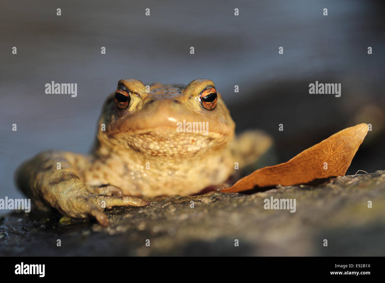 common toad Stock Photo