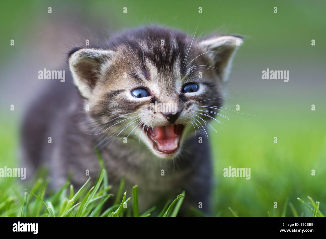 cute kitten Stock Photo