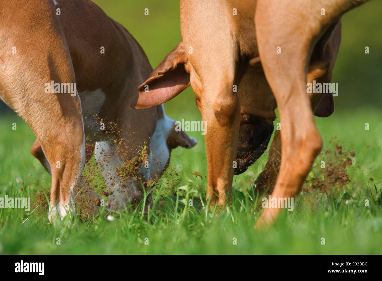 two dogs at an optimal teamwork Stock Photo