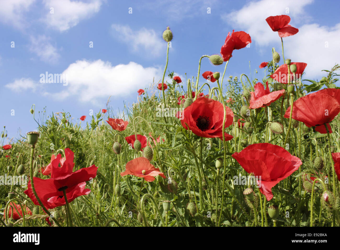 Poppies hi-res stock photography and images - Alamy