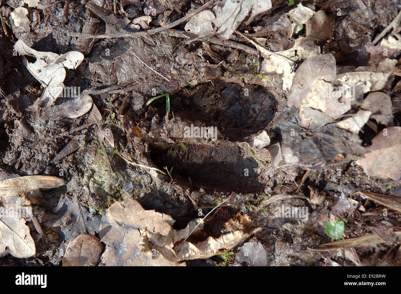 Red deer cervus elaphus mammal foot hires stock photography and images Alamy