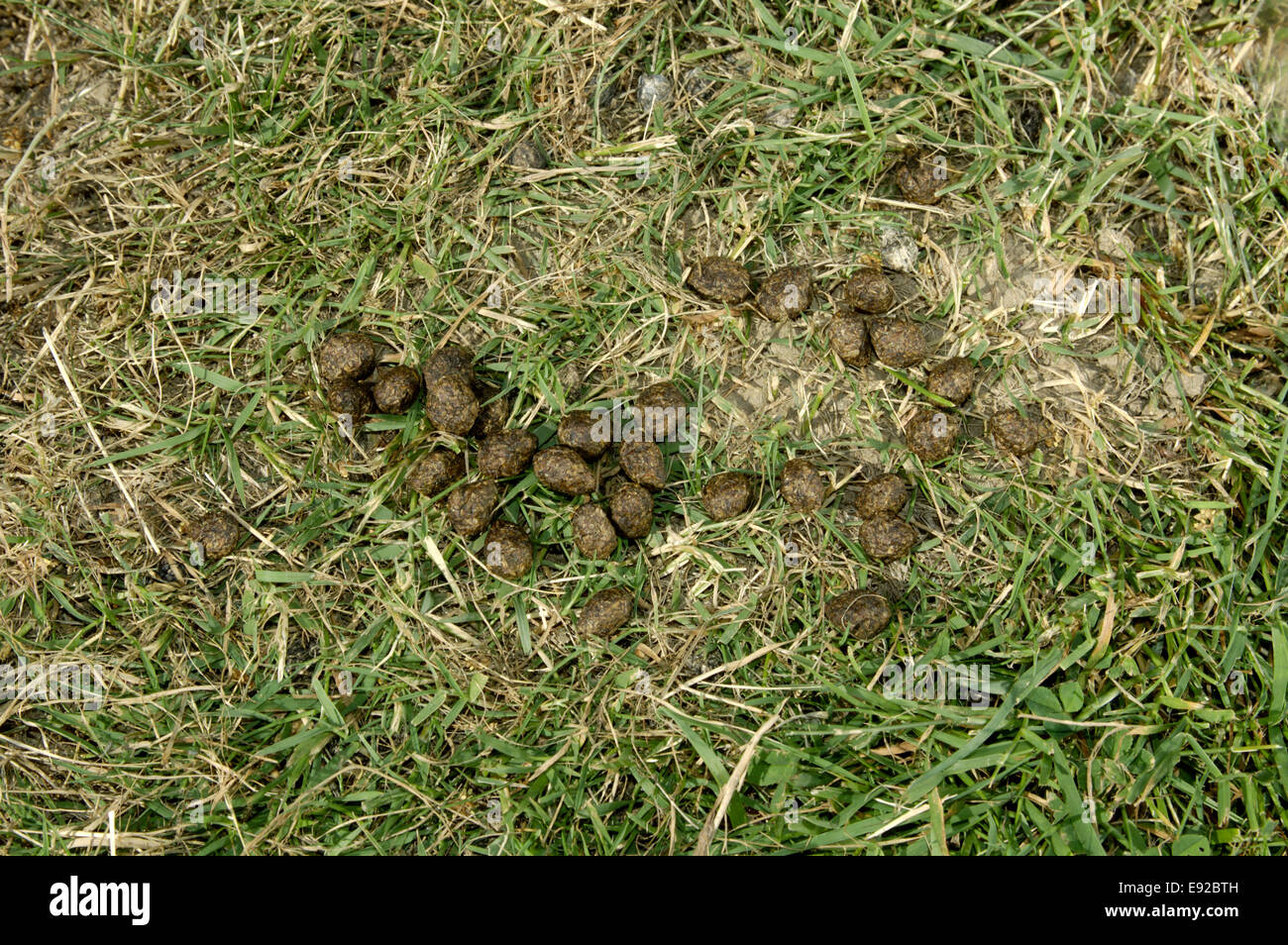 Rabbit droppings photo