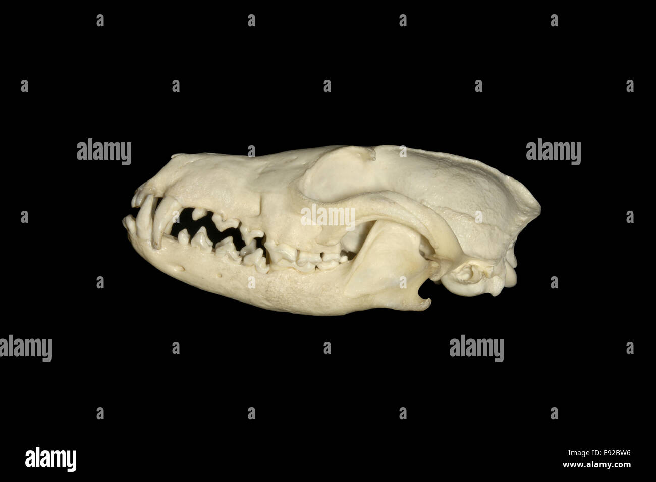 Fox skull - Vulpes vulpes Stock Photo