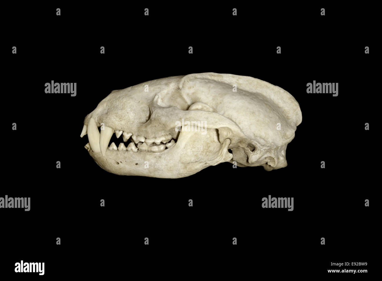 Badger skull - Meles meles Stock Photo