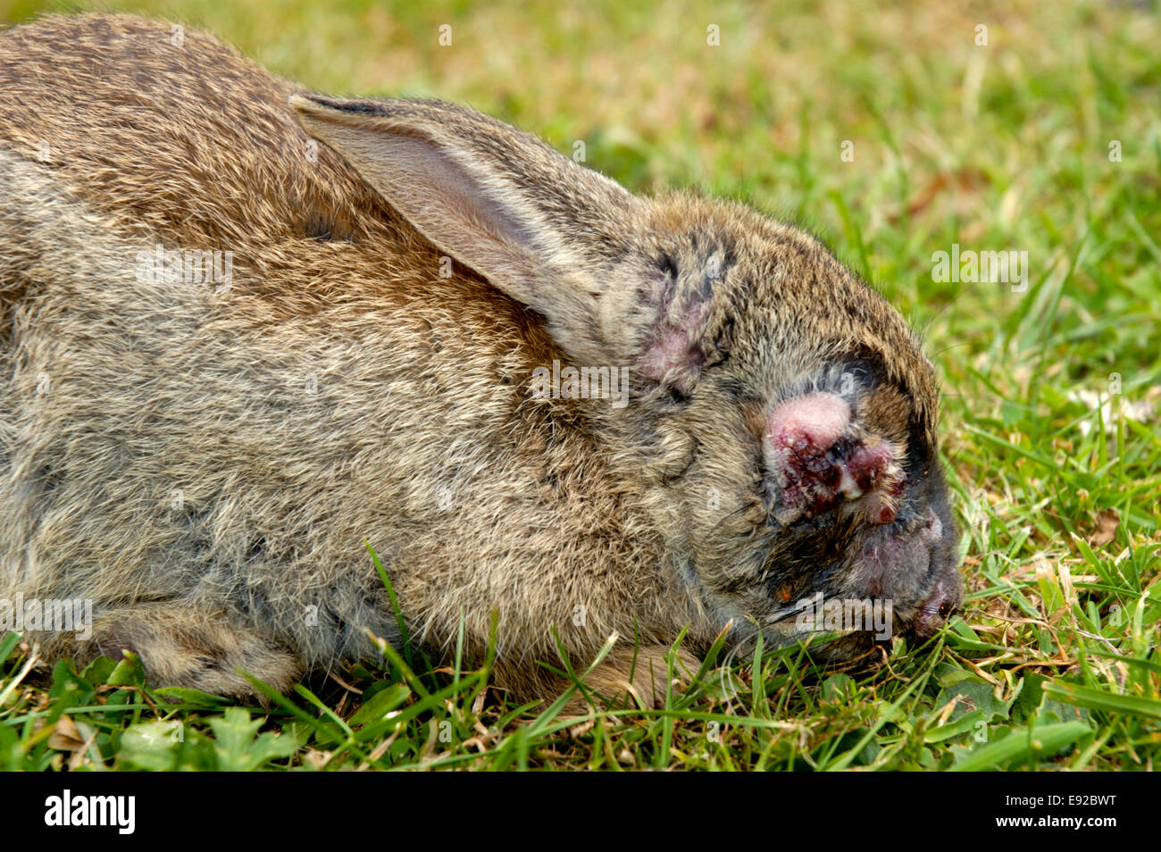 Rabbit with myxomatosis - Oryctolagus cuniculus Stock Photo