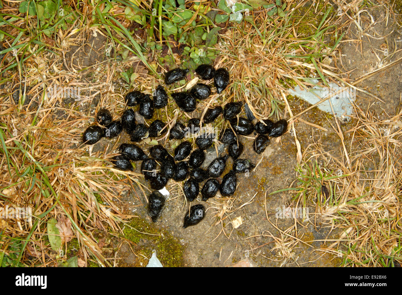 Featured image of post Steps to Prepare Roe Deer Droppings