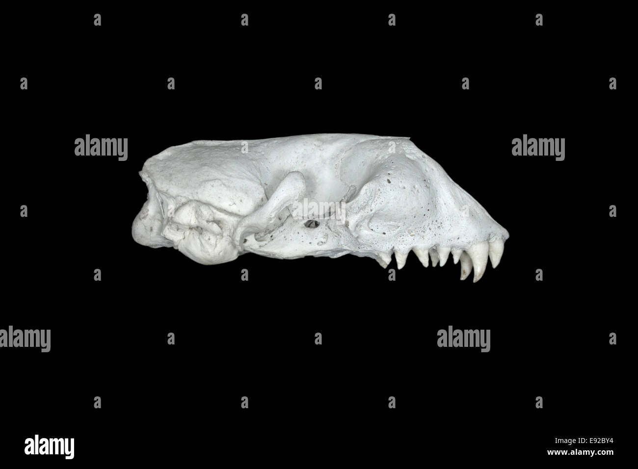 Grey Seal skull Halichoerus grypus Stock Photo Alamy