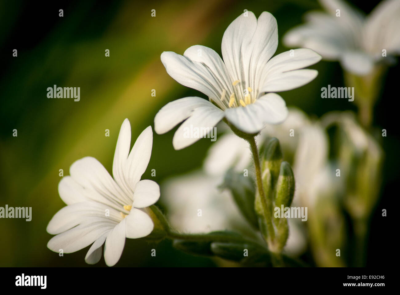field chickweed (Cerastium arvense) Stock Photo