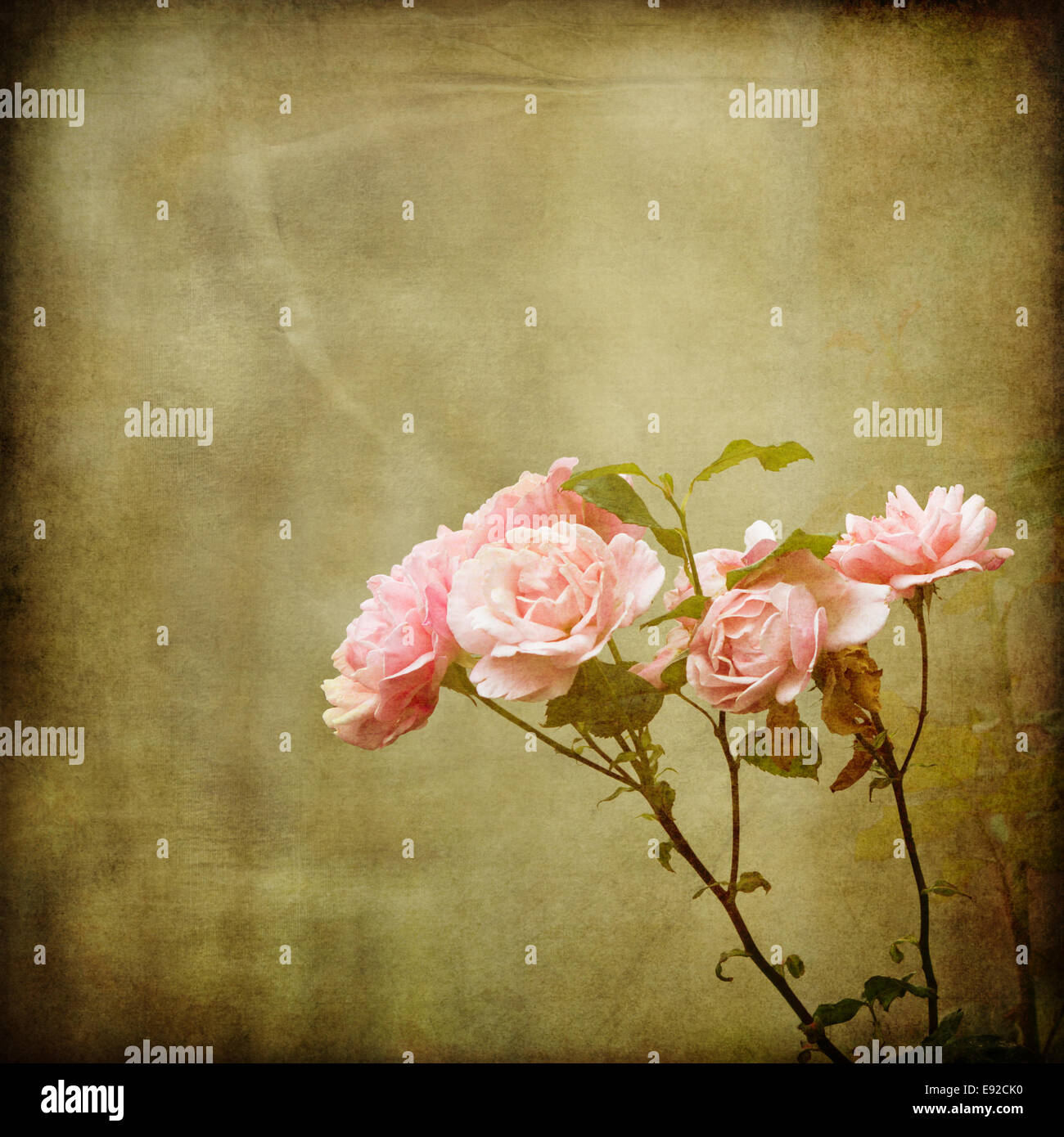 rose branch on antique background texture Stock Photo