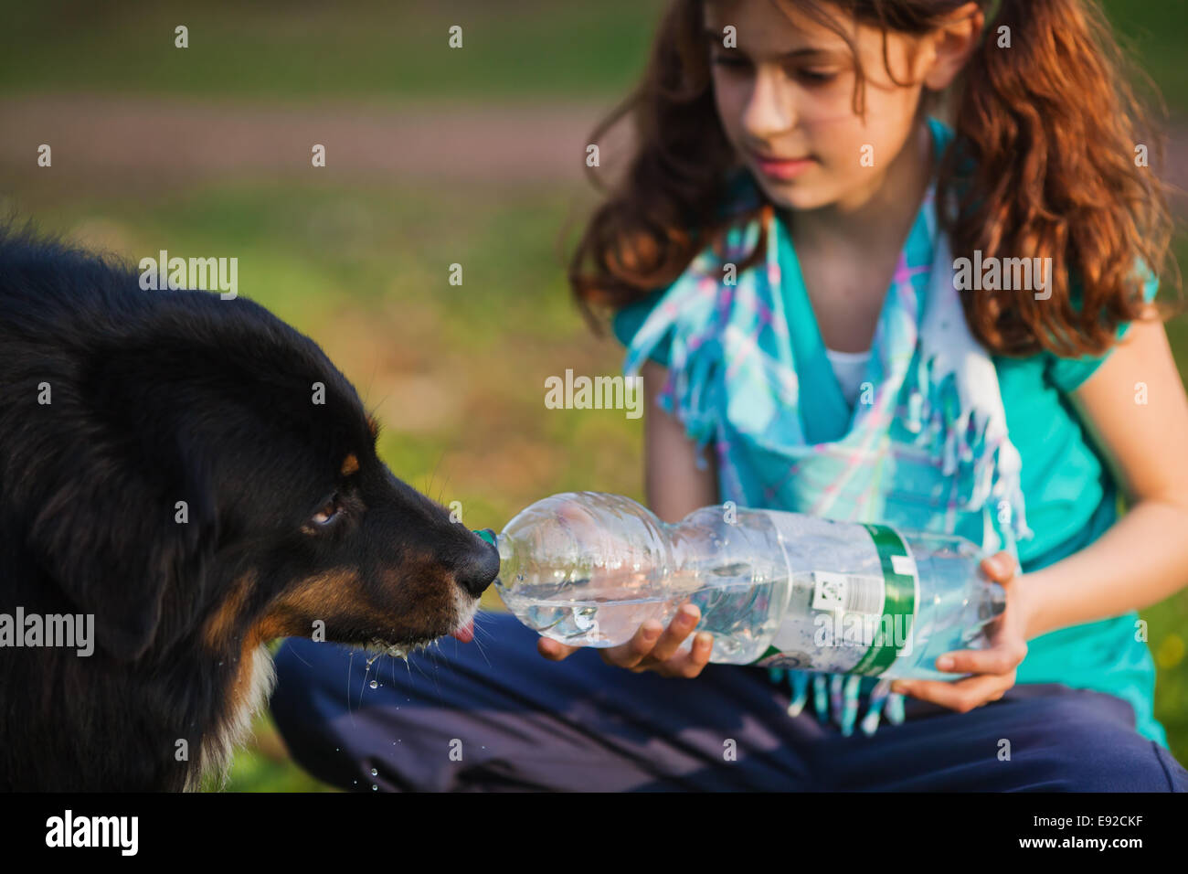 girl gives a dog to drink Stock Photo